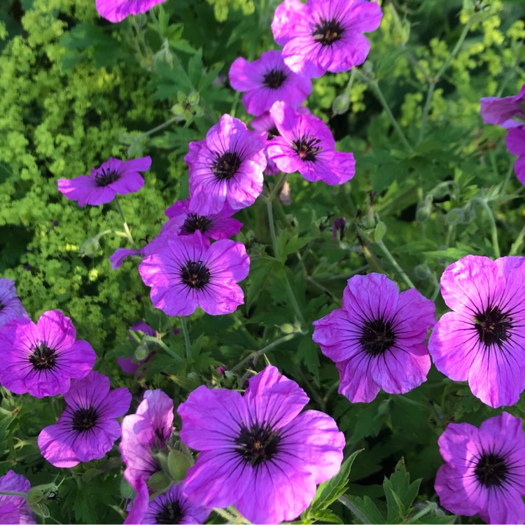 Plant image Geranium 'Patricia'