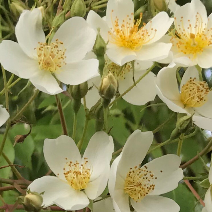 Plant image Rosa 'Filipes Kiftsgate'