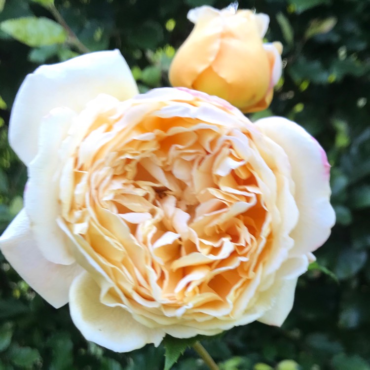 Plant image Rosa 'Auswinter' syn. Rosa 'Crown Princess Margareta'
