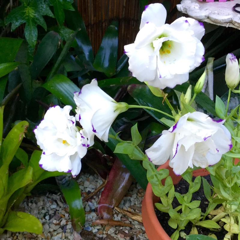 Plant image Eustoma russellianum