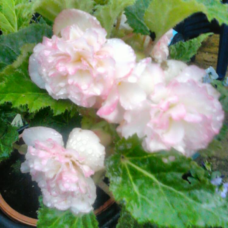 Plant image Begonia 'Nonstop Rose Petticoat' (Nonstop Series)