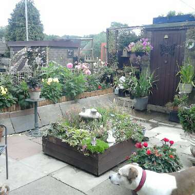 Jeanette's garden