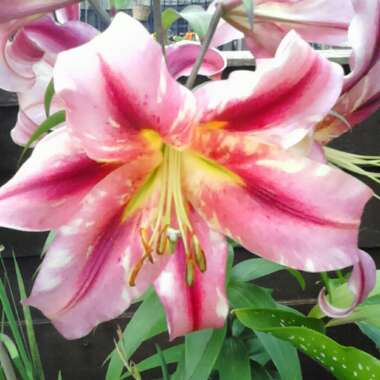 Jeanette's garden