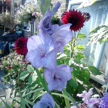 Jeanette's garden