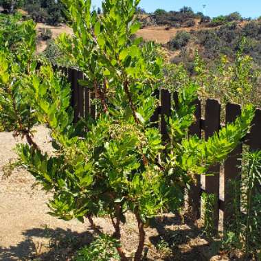 Marina Strawberry tree