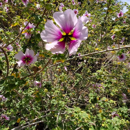 Plant image Lavatera 'Maritima' (bicolour)