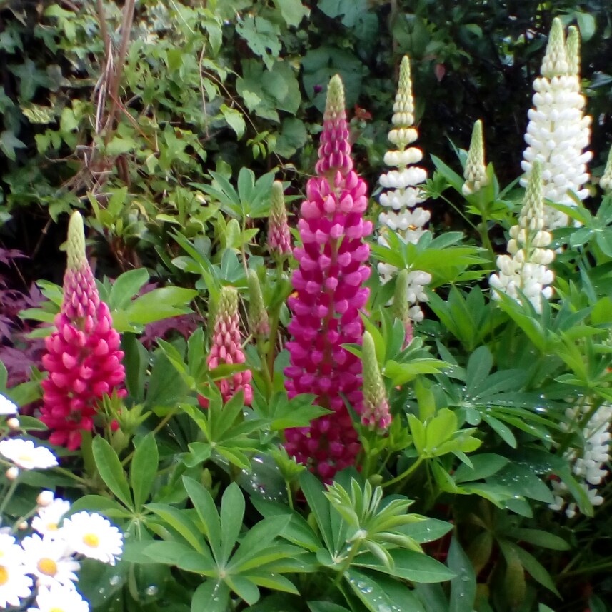 Plant image Lupinus 'Gallery Rose'