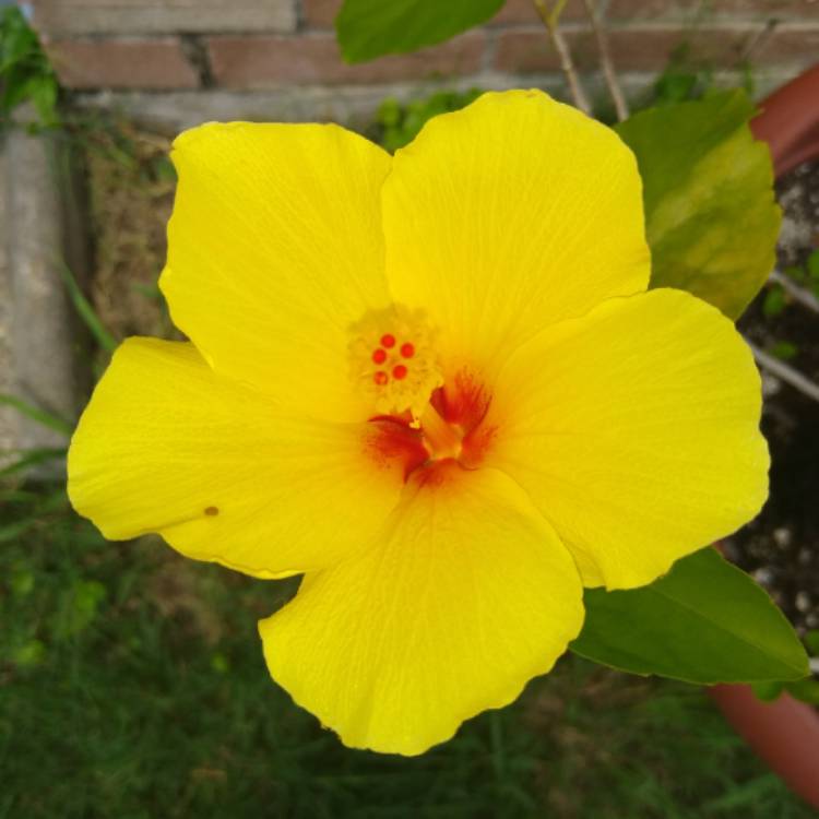 Plant image Hibiscus rosa-sinensis 'Sunset Yellow'