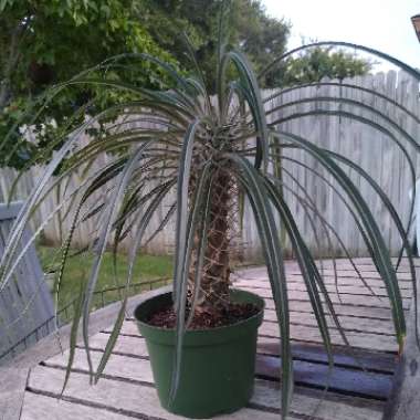 Madagascar-palm