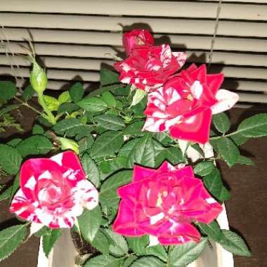 Rose (Miniature)