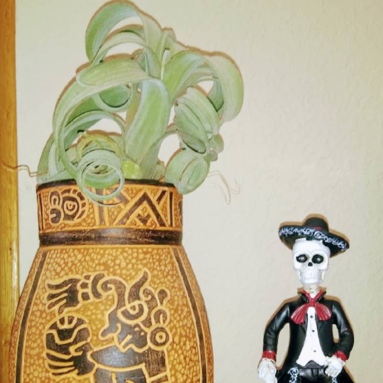 plant image 1393485