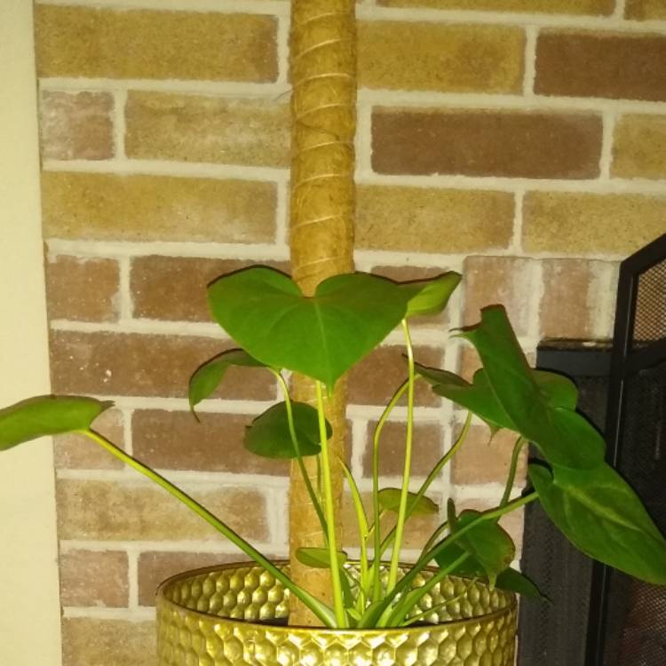 plant image 1394160