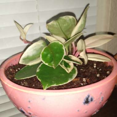 Hoya 'Krimson Queen'