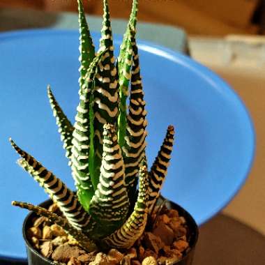 Haworthiopsis attenuata var. attenuata 'Striata' syn. Haworthia attenuata 'Striata'
