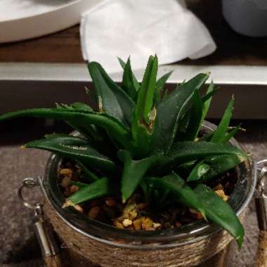 x Alworthia 'Black Gem'