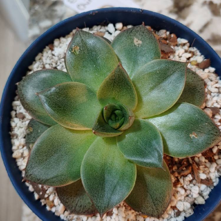 plant image 1177056