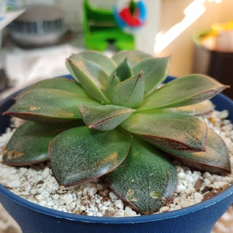 plant image 1177060