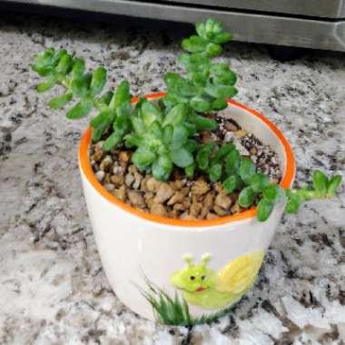 Sedum Burrito