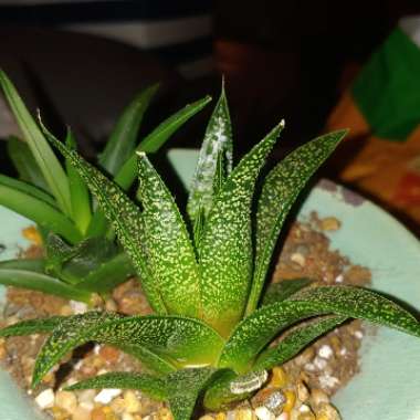 x Gasteraloe 'Flow'