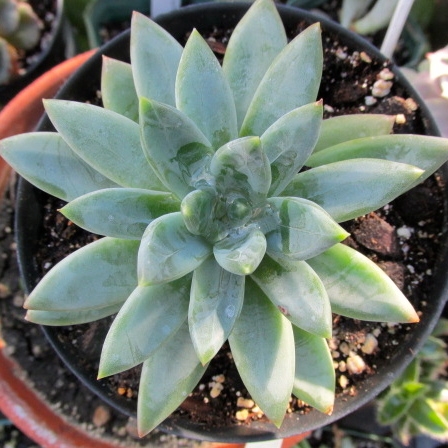 Plant image x Pachyveria glauca 'Little Jewel'