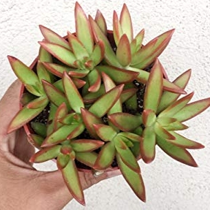 Sedum Adolphii 