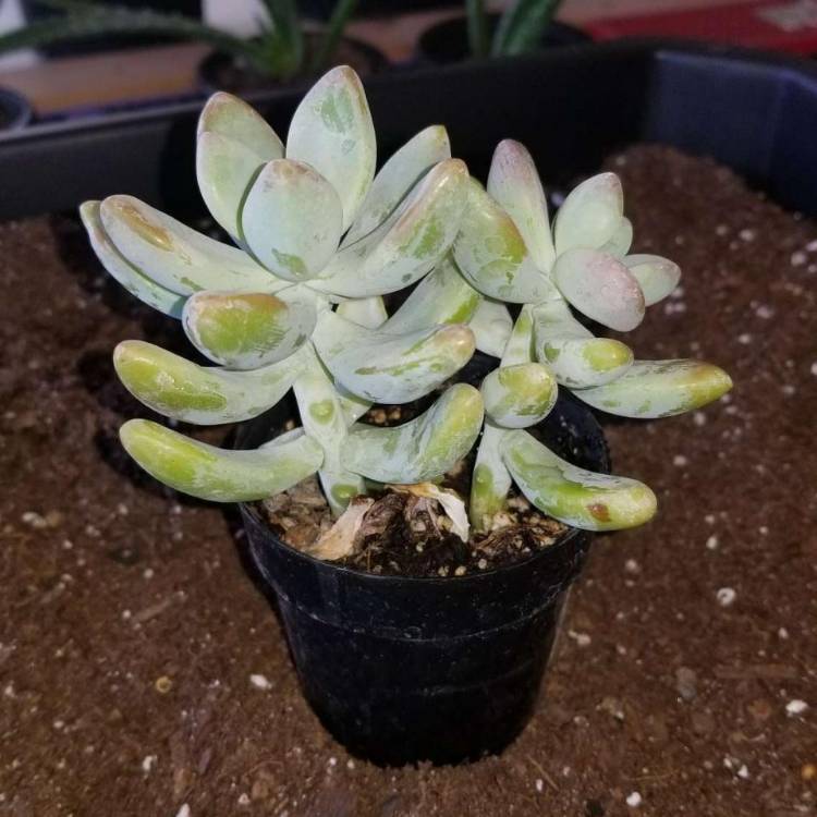 plant image 1190336