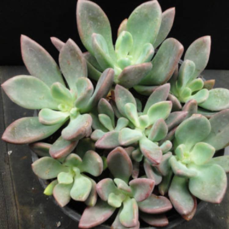 plant image 1190342