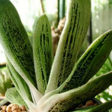 Gasteria 'Little Warty'