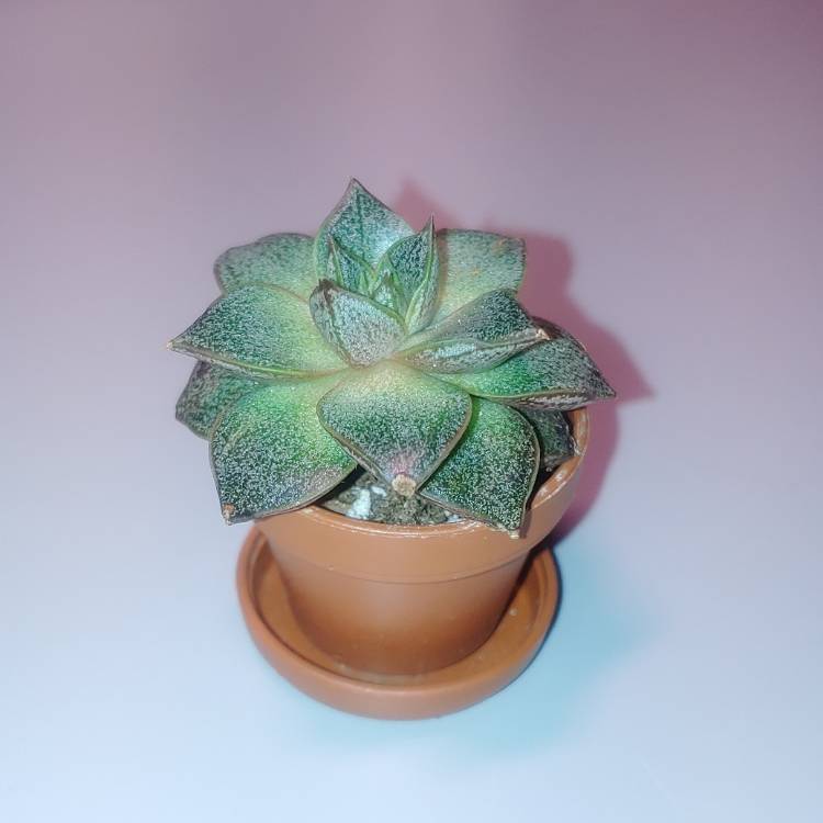 plant image 1283222