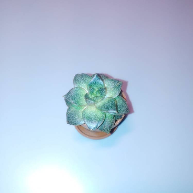 plant image 1283223