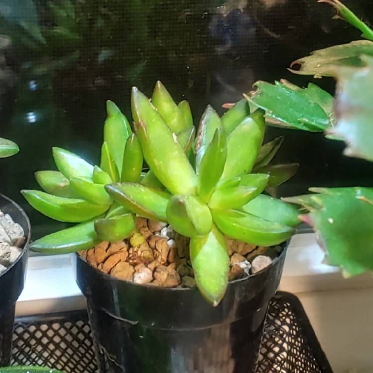 plant image 1283302