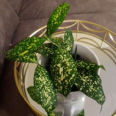 Gold Dust Dracaena