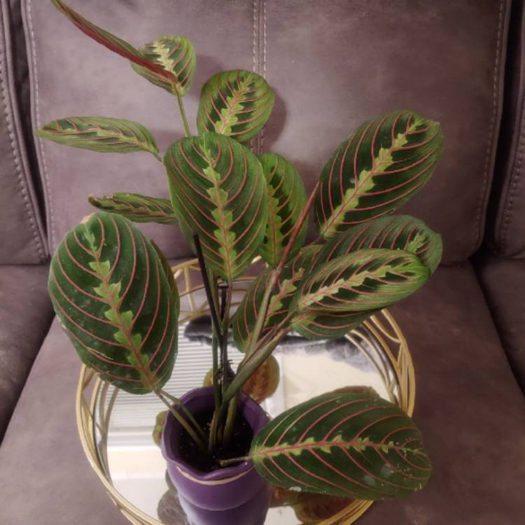 plant image 1283350