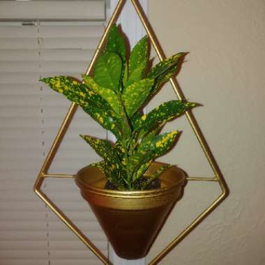 Gold Dust Dracaena