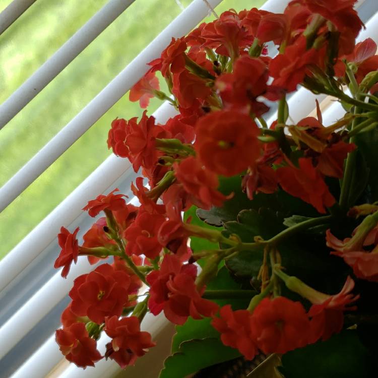 Plant image Kalanchoe blossfeldiana 'Double Flower Variety'