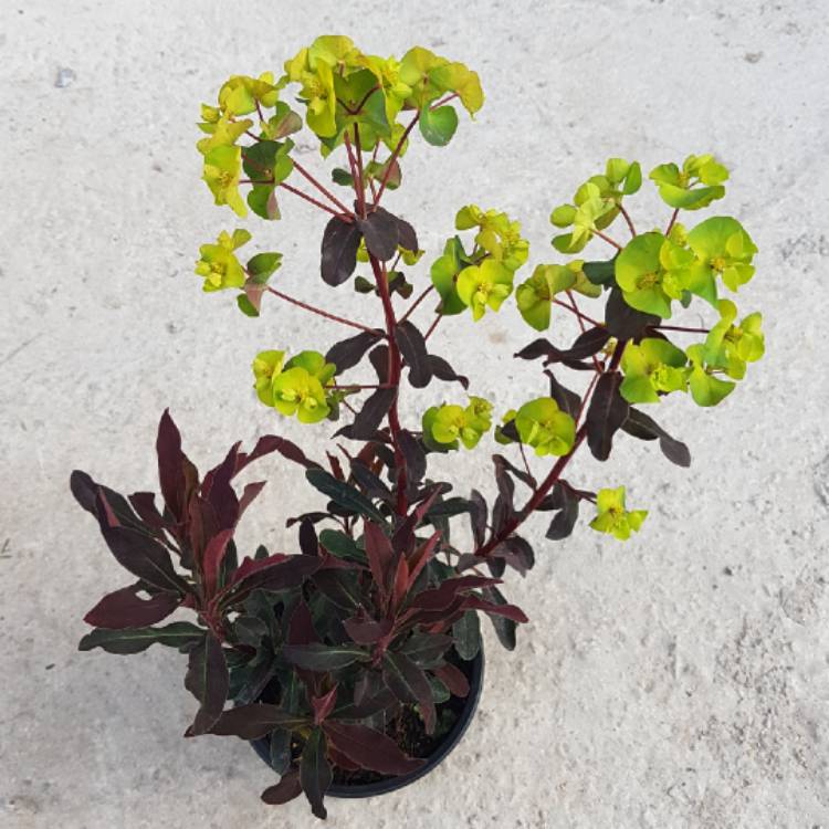 Plant image Euphorbia amygdaloides 'Purpurea' syn. Euphorbia amygdaloides 'Rubra'