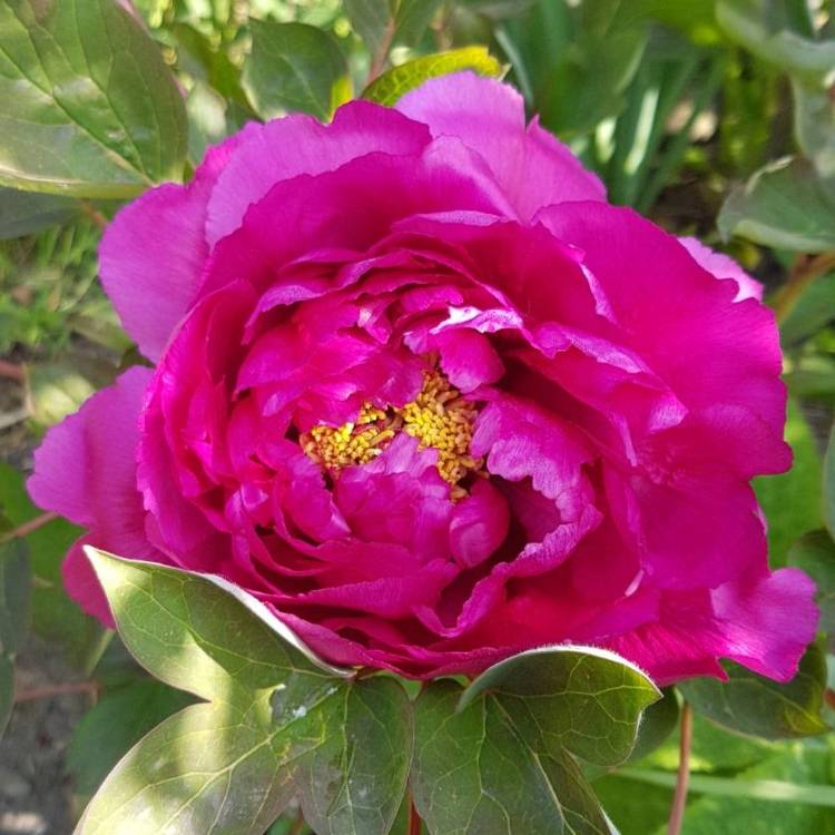 Plant image Paeonia