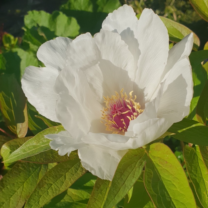Plant image Paeonia x suffruticosa