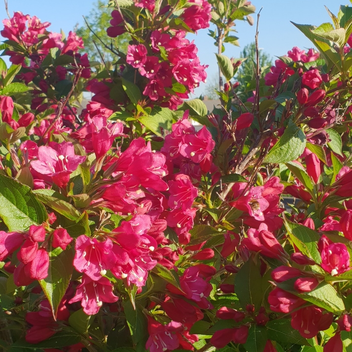 plant image 1043471