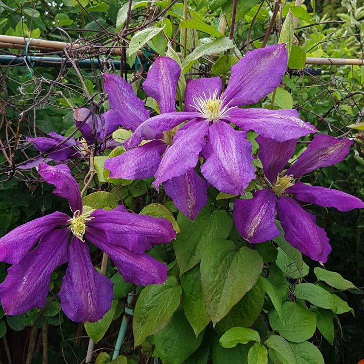 plant image 1050936