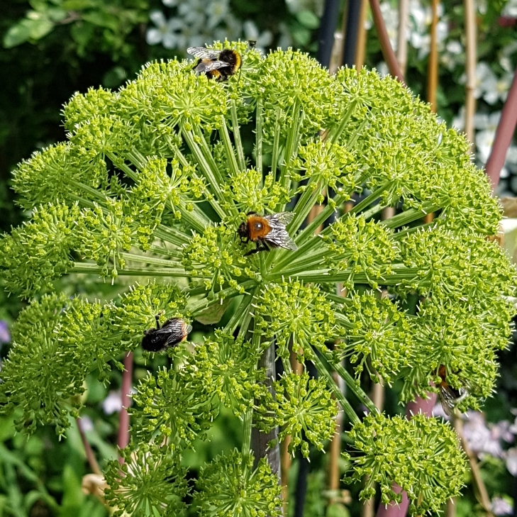 Plant image Angelica archangelica; syn Angelica officinalis