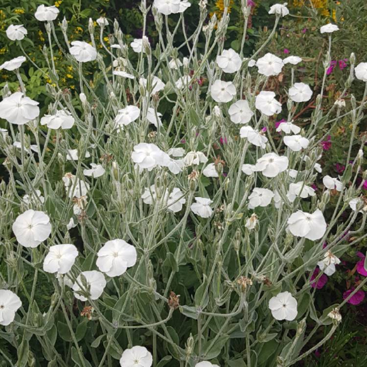 Plant image Lychnis coronaria 'Alba'