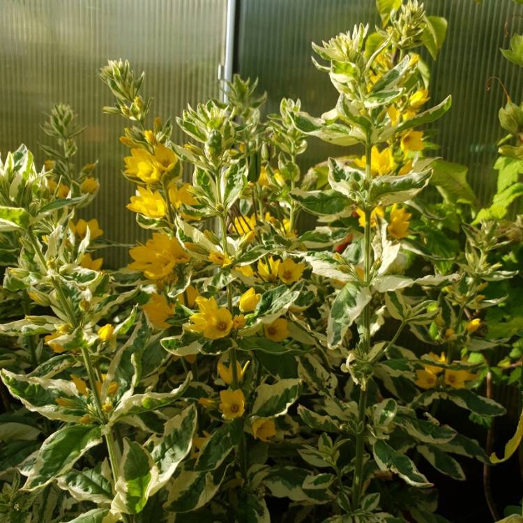Plant image Lysimachia Punctata 'Alexander'