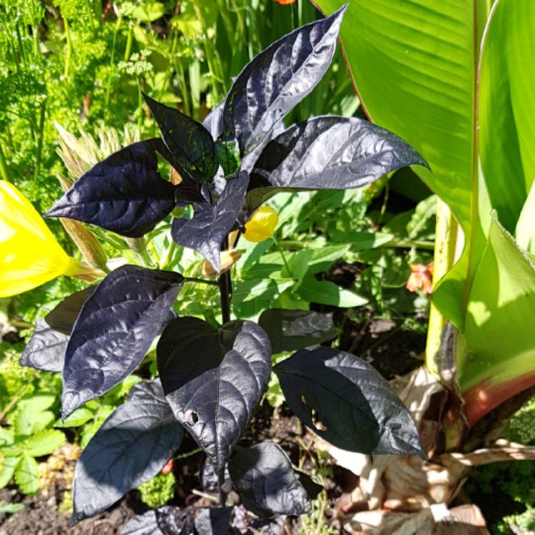 Plant image Capsicum annuum