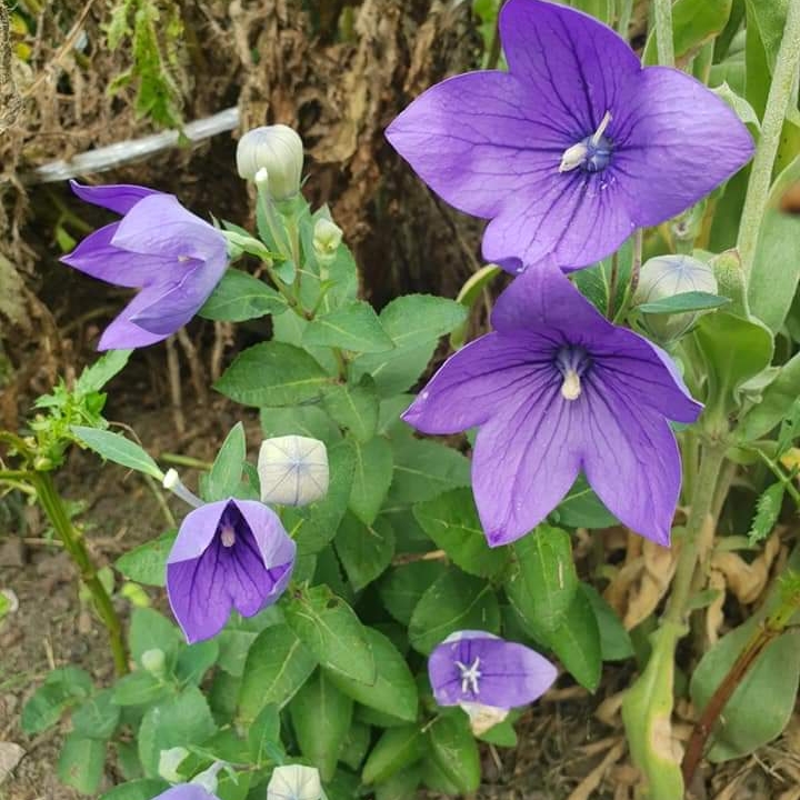 Plant image Platycodon grandiflorus  syn. Campanula grandiflora
