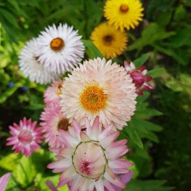 Xerochrysum bracteatum  syn. Helichrysum bracteatum, Bracteantha bracteata