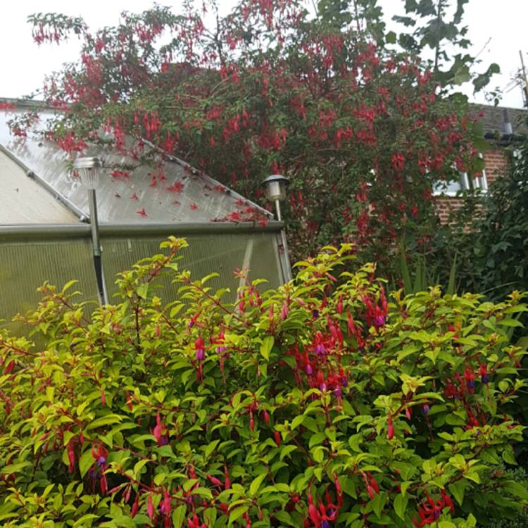 Plant image Fuchsia