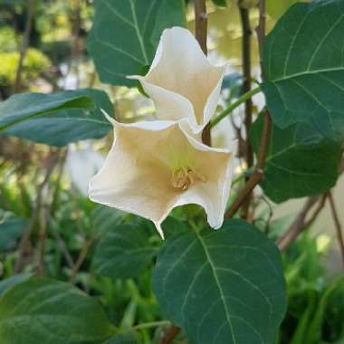 Datura