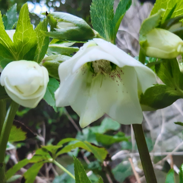 plant image 1218791