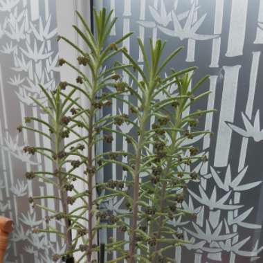 Kalanchoe Tubiflora (Bryophyllum delagoense)